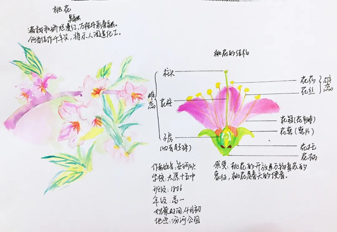 长寿花结构图图片