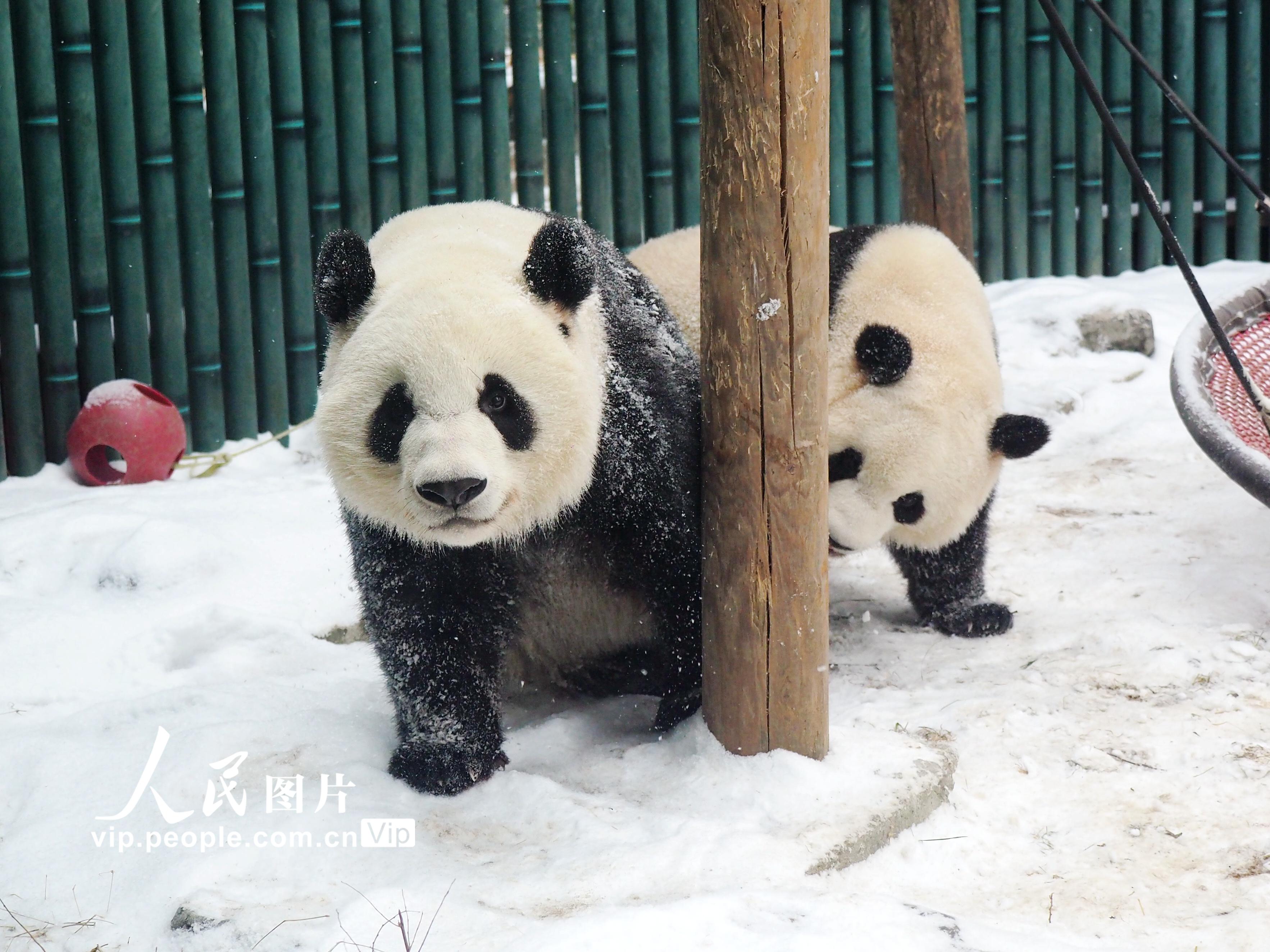 2022年1月22日,北京動物園的大熊貓雙胞胎姐妹萌寶和萌玉在雪地裡嬉戲